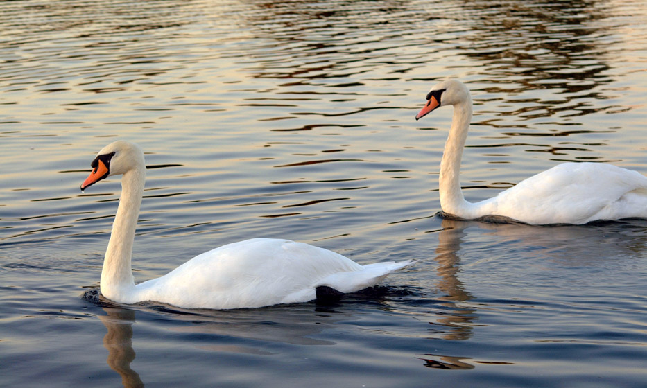 A pair of swans play in the evening sunlight on a lake in Hyde Park.  London, U.K..